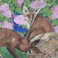 Foxes Duck & Lilac, Size 58cm x 80cm