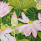 Lotus Flower, Morea, Size 50cm x 70cm - €4,800